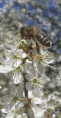 Úhyn včel v Česku