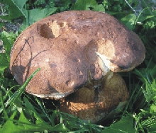 Příseka - houby rostou